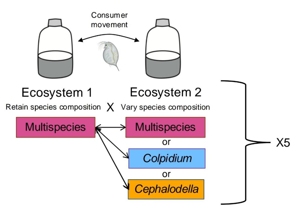 Food-web coupling by mobile consumers